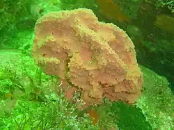 This sponge is more common as an encrusting morph