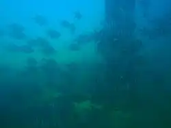 Shoal of fish under the old jetty