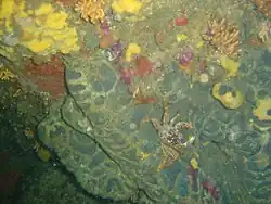 Sponges in the big swim-through