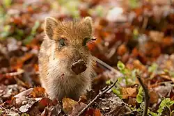 A baby wild boar in a pile of autumn leaves